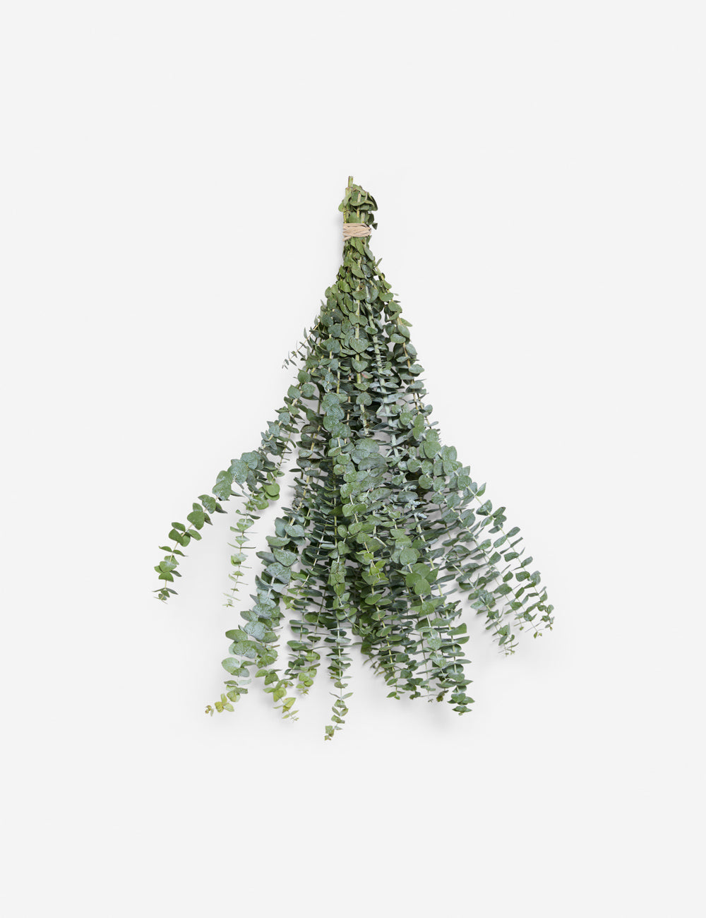 Fresh Handmade Baby Blue Eucalyptus Bunch