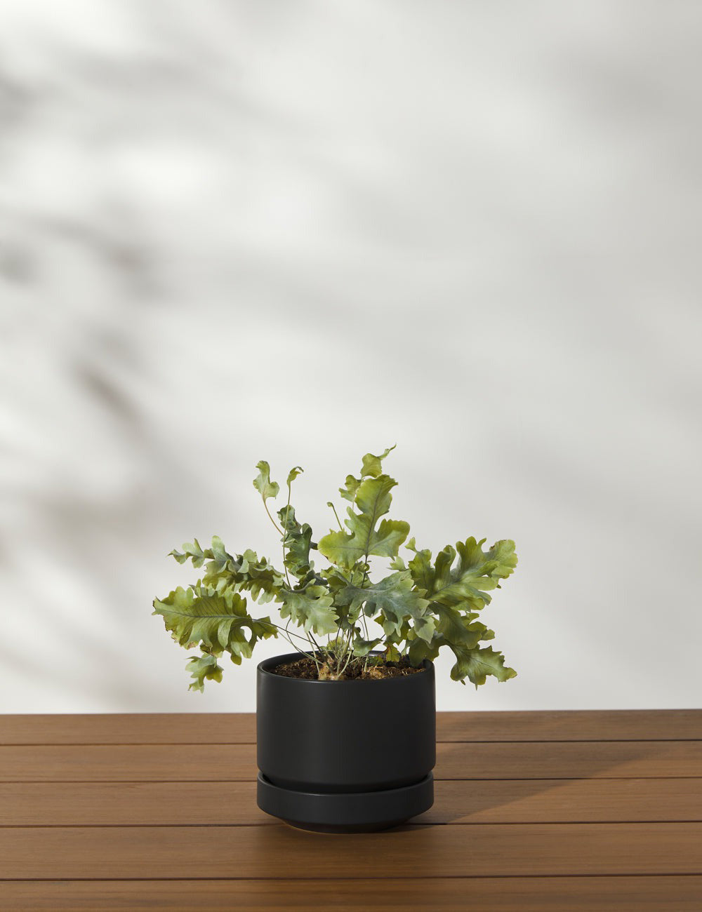 Ceramic Indoor / Outdoor Planter by LBE Design