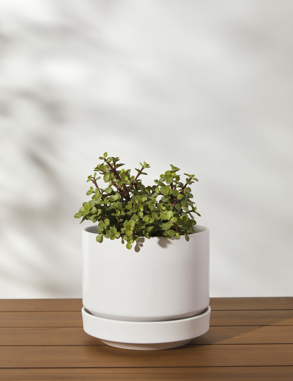 Ceramic Indoor / Outdoor Planter by LBE Design