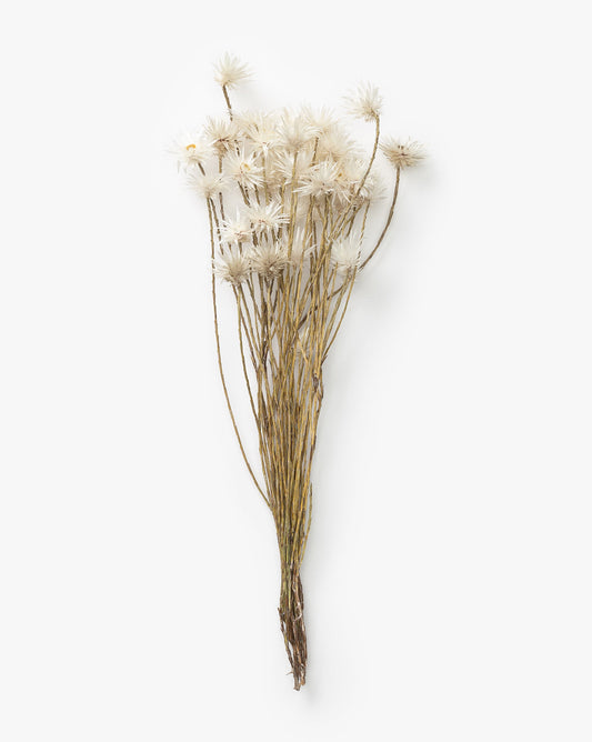 Dried Daisy Flowers