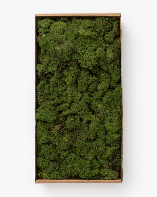 Dried Reindeer Moss