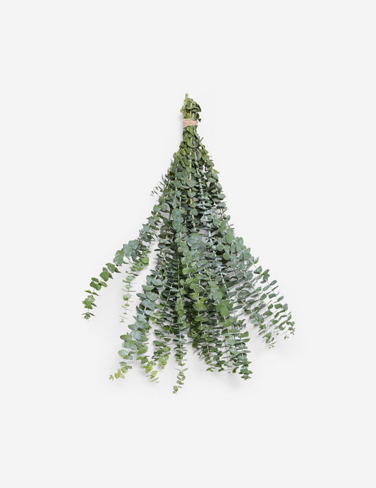 Fresh Handmade Baby Blue Eucalyptus Bunch