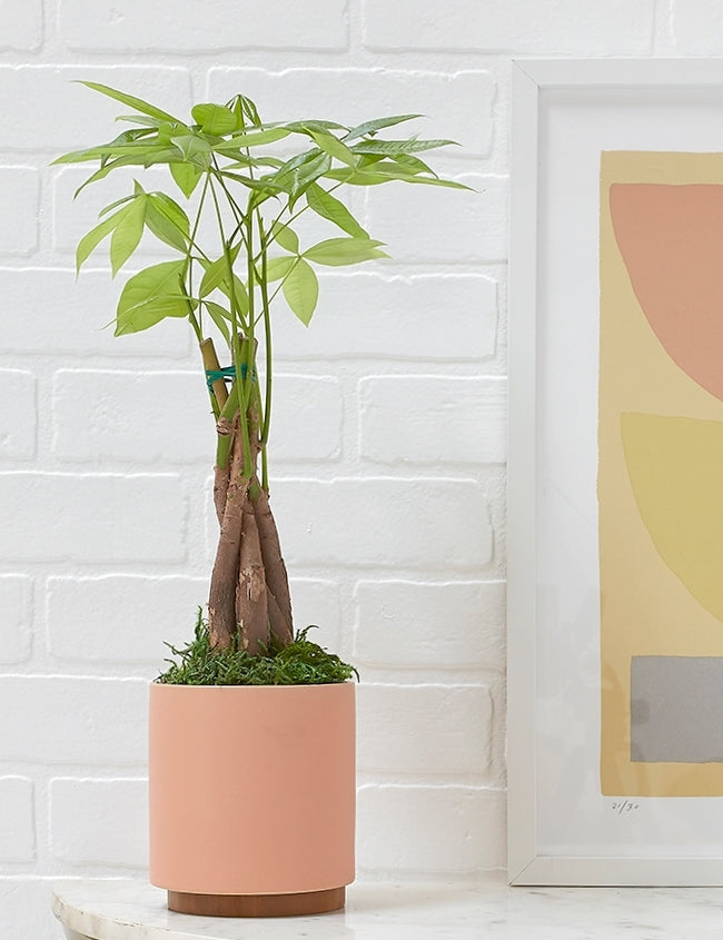 #color::peach